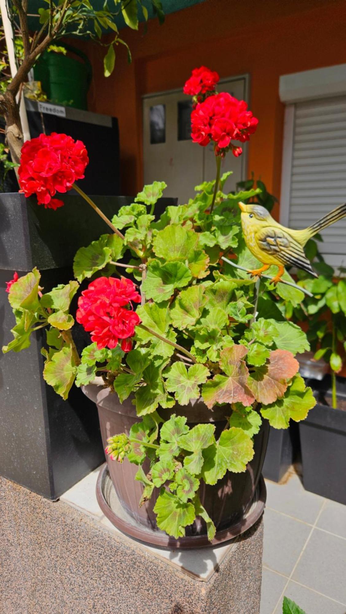Mexicana Apartment Yellow ซาดาร์ ภายนอก รูปภาพ